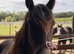 Cob cross filly