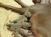 Gorgeous Weimaraner - Female