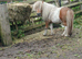 5 year old scewbald stallion