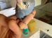 Tame baby budgies straight from the parents