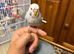Young Semi-Hand Tamed Budgie