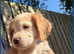 KC Registered Cocker Spaniel