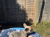 French bulldog puppies ready to leave