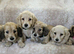 English cream long haired miniature dachshunds