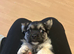 Chihuahua cross