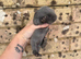 4 Continental giant x babies - waitlist open