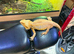 Female bearded dragon