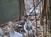 Two pairs of Muscovy ducks
