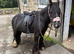 5 year old 12&rsquo;2 mare