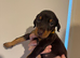 ROYAL KENNEL CLUB REGISTERED DOBERMANS