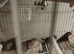 Zebra finches boys and girls