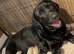8week old Labrador pups