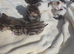 2 kittens for adoption