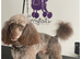 Very small F1 cockapoo puppies for sale