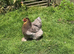 13 Hens and 2 Cockerels to rehome due to downsizing