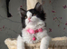 Ragdoll x persian kitten