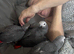 Baby african greys