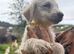 Doodles looking new homes