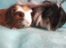Wow just look at them, pair of boy guinea pigs babys