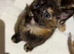 Kitten calico girl and ginger
