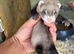 Baby Ferrets - Reserve Now 2 for &pound;100