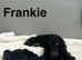 Lovely cockapoo Daxie poos now available