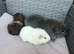 Bonded trio boars