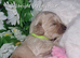 Cavapoochon