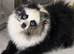 Stunning rare Merle panda Pomeranian