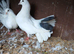 Fantail Pigeons