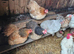 Pekin fertile hatching eggs
