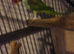 PAIR ALEXANDRINE PARROTS AND LARGE MACAW CAGE