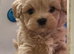 Korean Toy maltipoo puppies from Dna tested mum