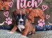 2 Gorgeous Boxer Girls Still Available