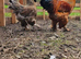 Young Brahma Pair