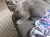 British blue kittens