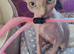 Two adorable Canadian Sphynx girls looking for forever homes.
