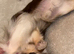Longhaired male chihuahua