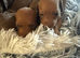 4 beautiful boy miniature dashhound