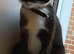 Female cat for sale