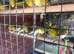 Job lot of 40 canaries