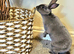 Mini rex male rabbit good bloodline