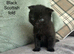 Scottish fold and straight kittens