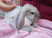 Beautiful mini lop rabbits 9 weeks old