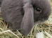 Beautiful Mini lop looking good a home.