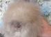 Beautiful Angora Boy