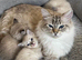 Gorgeous pure ragdoll kittens ..