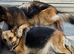 Stunning and strong German Shepherd puppies