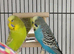 Breeding pair of budgies