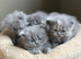 Beautiful Persian Kittens